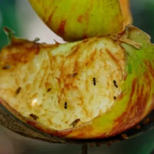 Kā atbrīvoties no vīna mušām, kas pazīstamas arī kā etiķa mušas?