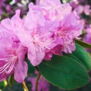 Rododendri un azālijas: viss to pareizai audzēšanai, ziemošanai un kopšanai