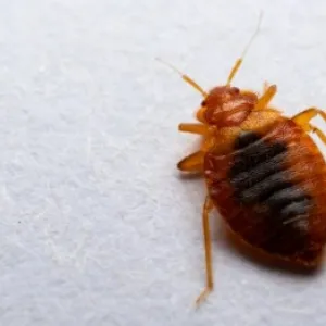 Plakanzivis: daudzu mēnešu murgs. Kā no tām atbrīvoties?