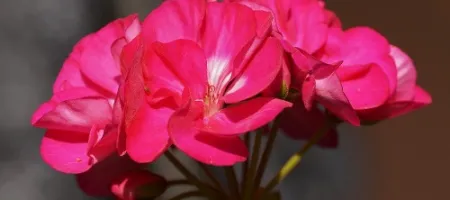 Kā audzēt pelargonijas un kā atbrīvoties no kaitēkļiem?