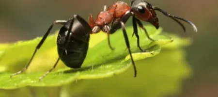 Iznīdējiet dārzā pārpilni skudru skaitu reizi par visām reizēm!