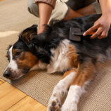 Fiskars Kefa s plastovými hrotmi Pet Care 2009140
