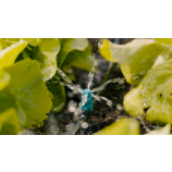 Gardena rindveida smidzinātājs nelielām platībām