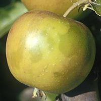 Ābolu vitalitāte
