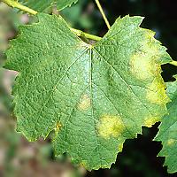 Peronospora vīnogulāju
