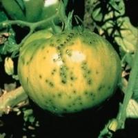 Tomātu bakteriālā plankumainā puve
