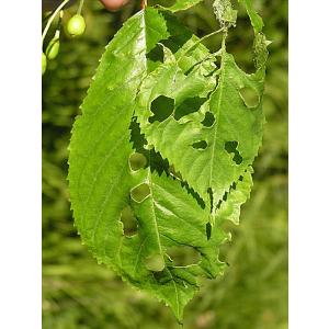 Rudens pelašķi