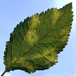 Šarka plūmes