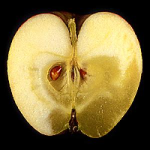 Ābolu vitalitāte