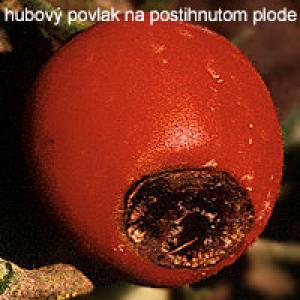 Tomātu augļu galotņu puve