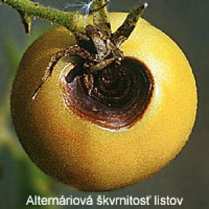 Tomātu augļu galotņu puve