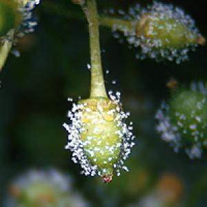 Peronospora vīnogulāju