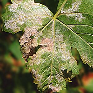 Peronospora vīnogulāju