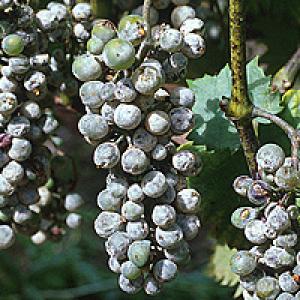 Miltrasa vīnogulāju vīnogulājs