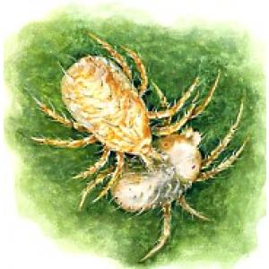 Mite