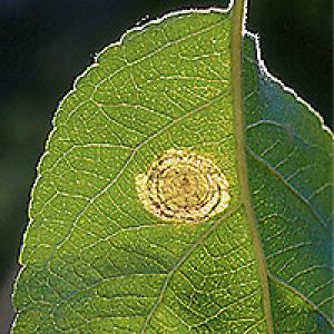 Spirālveida apakšējais klips