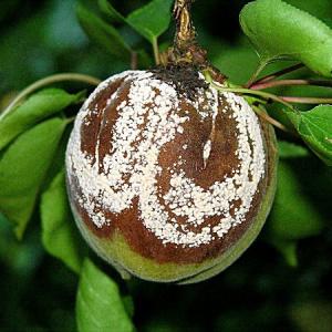 Bumbieru moniliālā puve