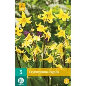 Candida Erythronium Pagoda 'C'