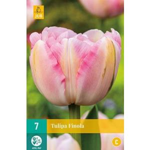 Tulpe Finola 'C'