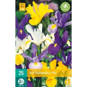 Iris Iris Hollandica Mix 'B'