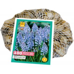 XXL Modrica Muscari Armeniacum 100 spuldzes