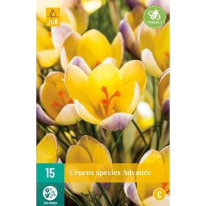 Krokus Advance C