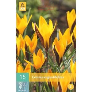 Crocus Angustifolius 'C'