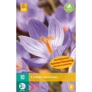 Crocus Crocus Speciosu B