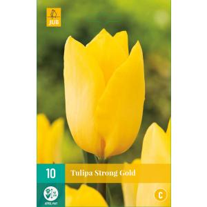 Tulipa Strong Gold 'C'