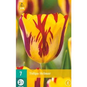 Tulpe Helmar 'C'