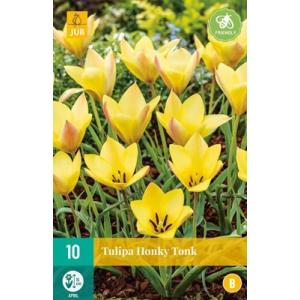 Tulip Honky Tonk 'B'