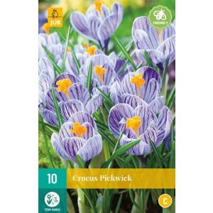 Crocus Pickwick C
