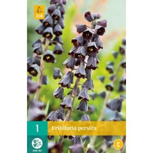 Fritillaria persica C