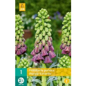 Fritillaria Persica Purple Favorite 'C'