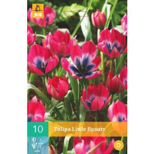 Tulpe Little Beauty 'B'