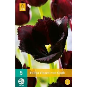 Tulpe Vincents van Gogs C