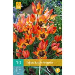 Tulpe Mazā princese 'C'