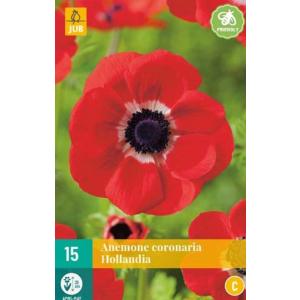 Anemone Coronaria Hollandia 'C'