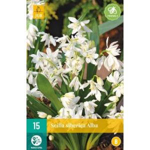 Scilla Siberica Alba B