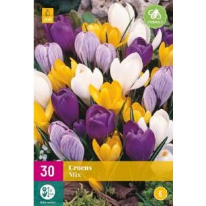 Crocus Lielais ziedošs maisījums 'E'