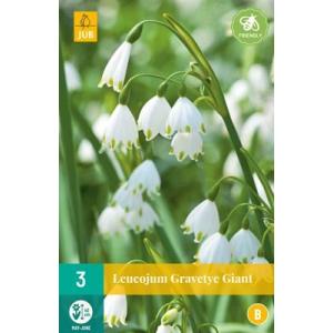 Leucojum Gravetye Giant 'B'