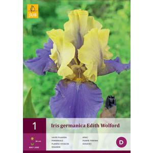 Iris GERMANICA EDITH WOLFORD 'C'