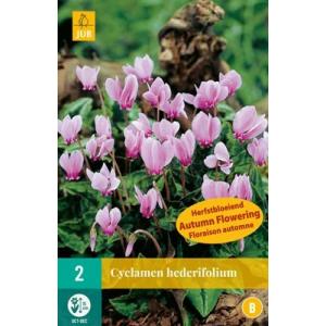 Ciklameni Cyclamen Hederifolium 'B'