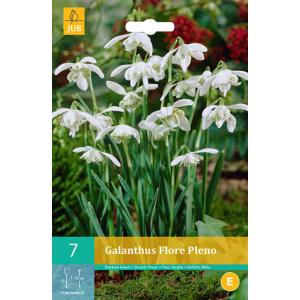 Sniegpulkstenīte Galanthus Flore Pleno 'C'