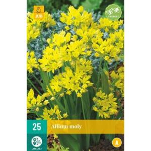 Ķiploki Allium Moly A