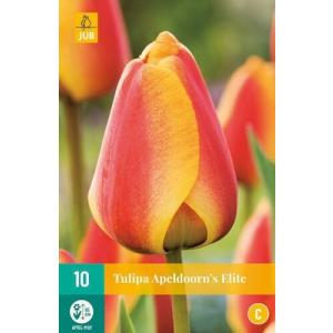 Tulip Apeldoorn's Elite 'C'