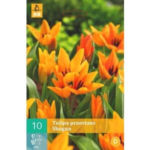 Tulpe Praestans Shogun 'B'