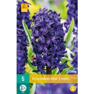 Hyacint Single Blue Trophy C