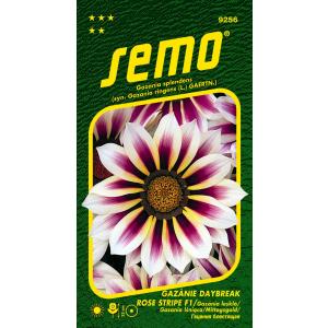 Sēklas Gazania radiant Daybreak Rose Stripe F1 15s