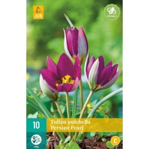 Tulpe Pulchella Persian Pearl 'C'